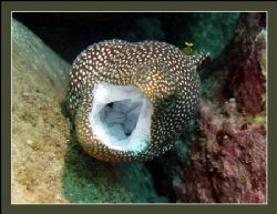 Whitemouth Moray - notice the Wrasse sitting on top. by Glenn Poulain 